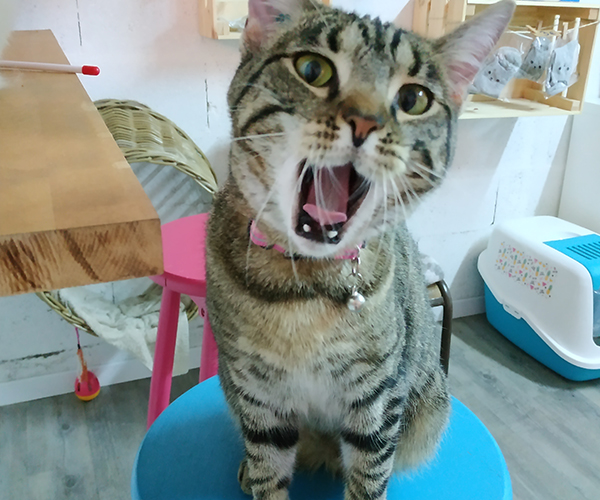 Admission pension pour chat